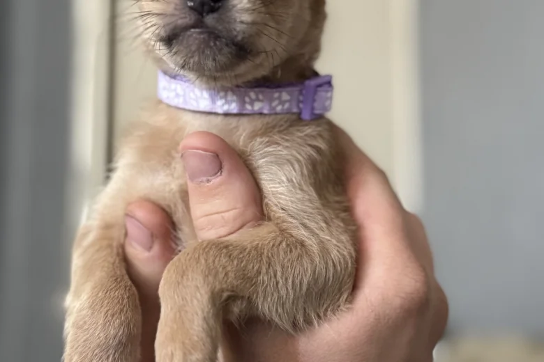 Dachshund (Long Haired)