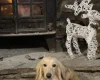 Dachshund (Miniature Long Haired)