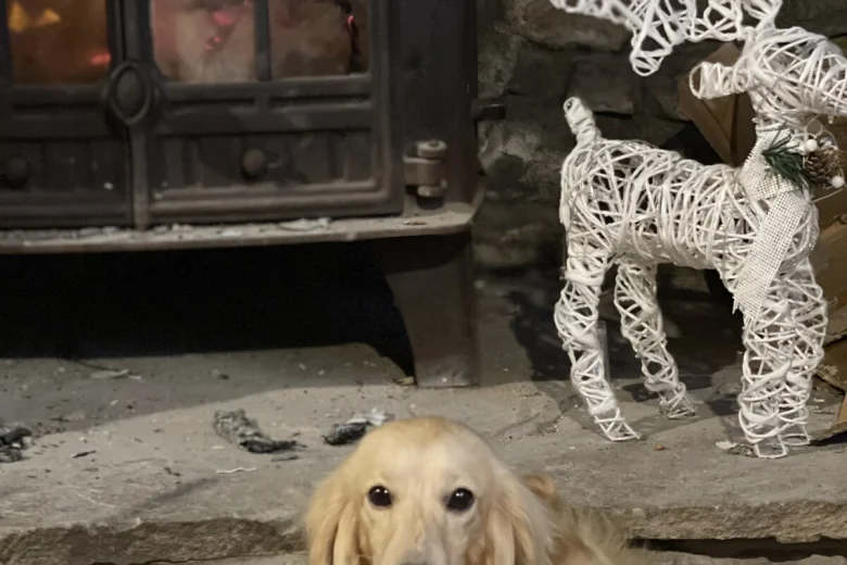 Dachshund (Miniature Long Haired)