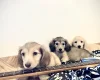 Dachshund (Miniature Long Haired)