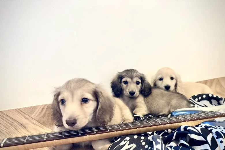 Dachshund (Miniature Long Haired)