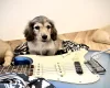 Dachshund (Miniature Long Haired)