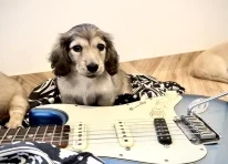 Puppy 2