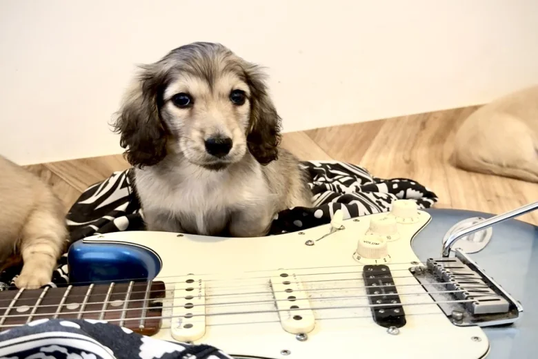 Dachshund (Miniature Long Haired)