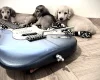 Dachshund (Miniature Long Haired)