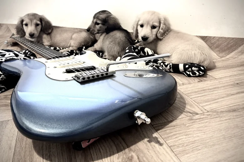 Dachshund (Miniature Long Haired)