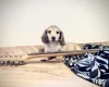 Dachshund (Miniature Long Haired)