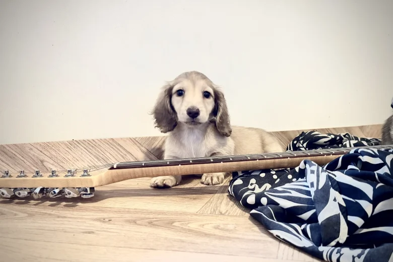 Dachshund (Miniature Long Haired)