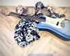 Dachshund (Miniature Long Haired)