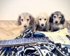 Dachshund (Miniature Long Haired)