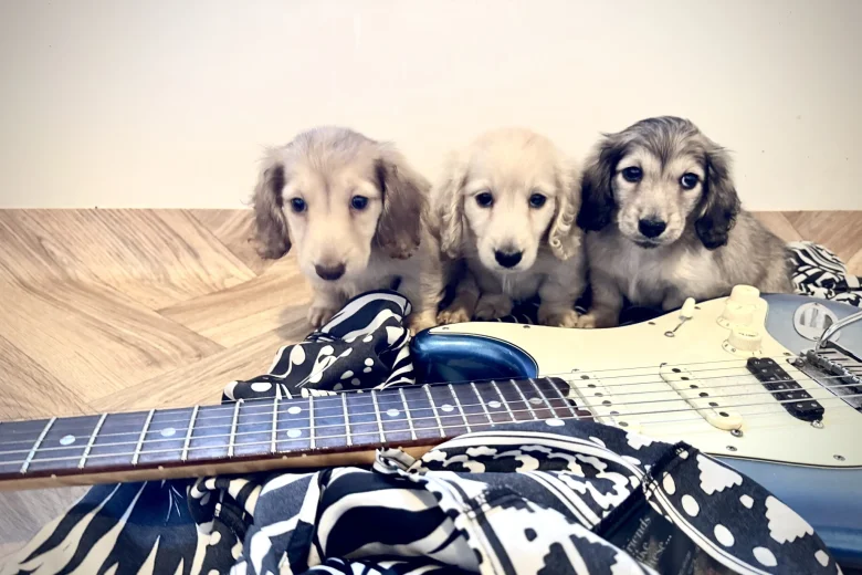 Dachshund (Miniature Long Haired)