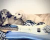 Dachshund (Miniature Long Haired)