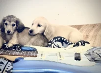 Puppy 1