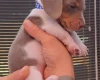 Dachshund (Miniature Smooth Haired)