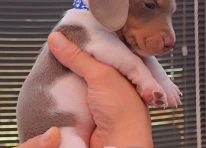 Puppy 4