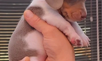 Dachshund (Miniature Smooth Haired)