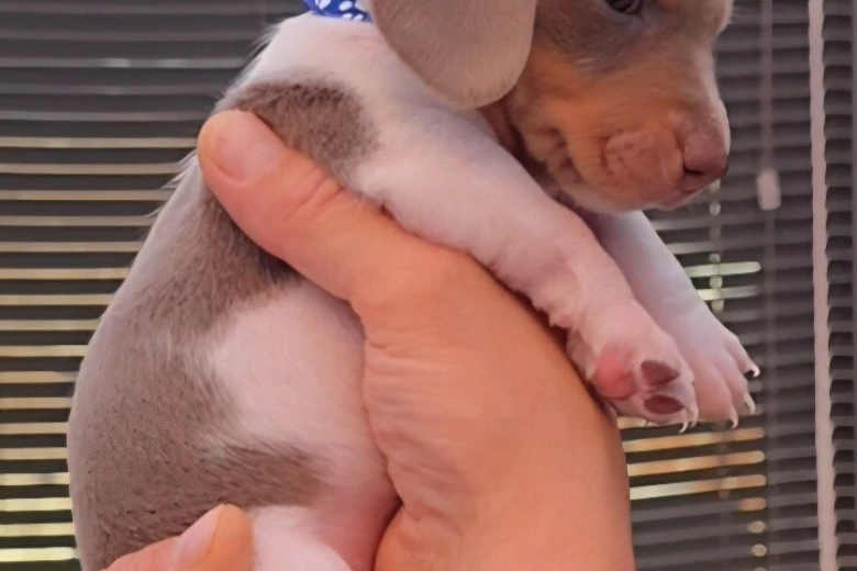 Dachshund (Miniature Smooth Haired)