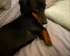 Dachshund (Miniature Smooth Haired)