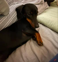Frankie