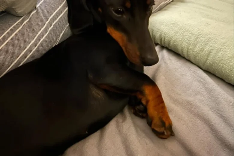 Dachshund (Miniature Smooth Haired)