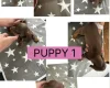 Dachshund (Miniature Smooth Haired)