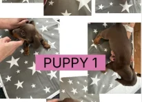 Puppy 1