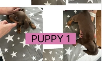 Dachshund (Miniature Smooth Haired)
