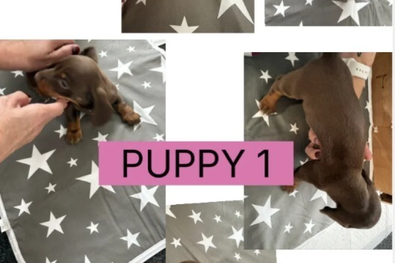 Dachshund (Miniature Smooth Haired)