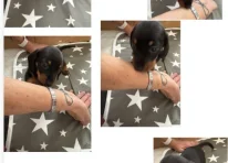 Puppy 5