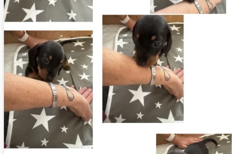 Dachshund (Miniature Smooth Haired)