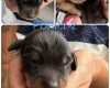Dachshund (Miniature Smooth Haired)