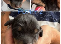 Puppy 2