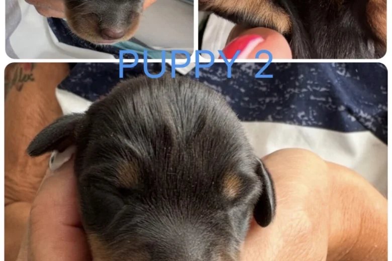 Dachshund (Miniature Smooth Haired)