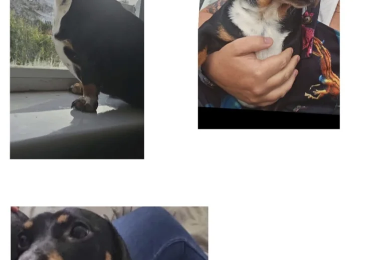 Dachshund (Miniature Smooth Haired)