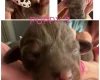 Dachshund (Miniature Smooth Haired)
