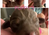 Puppy 3