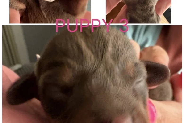 Dachshund (Miniature Smooth Haired)