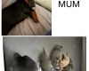 Dachshund (Miniature Smooth Haired)