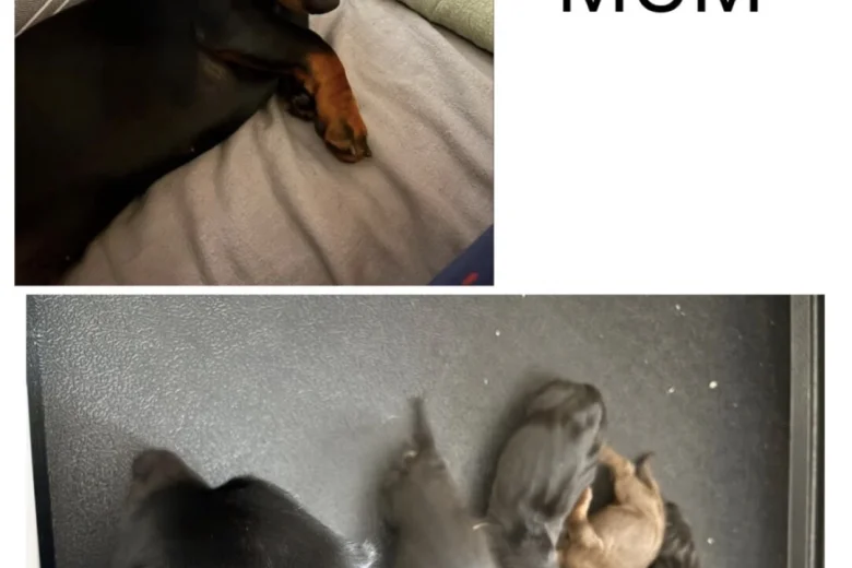 Dachshund (Miniature Smooth Haired)