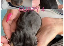 Puppy 4