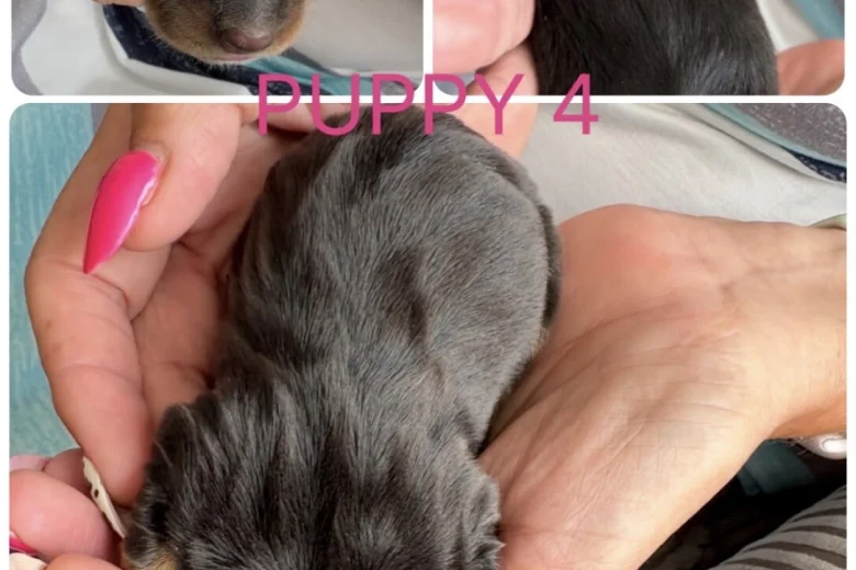 Dachshund (Miniature Smooth Haired)