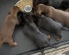 Dachshund (Miniature Smooth Haired)