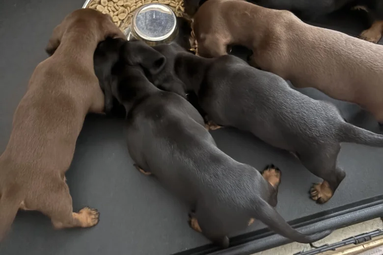 Dachshund (Miniature Smooth Haired)