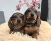 Dachshund (Miniature Smooth Haired)