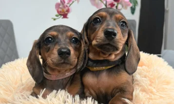 Dachshund (Miniature Smooth Haired)
