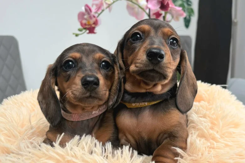 Dachshund (Miniature Smooth Haired)