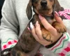 Dachshund (Miniature Smooth Haired)
