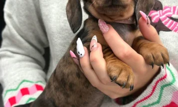 Dachshund (Miniature Smooth Haired)