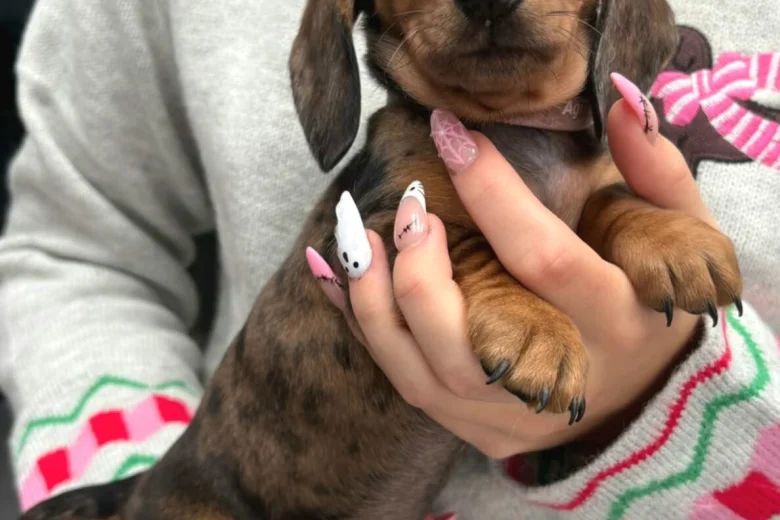Dachshund (Miniature Smooth Haired)