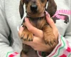 Dachshund (Miniature Smooth Haired)